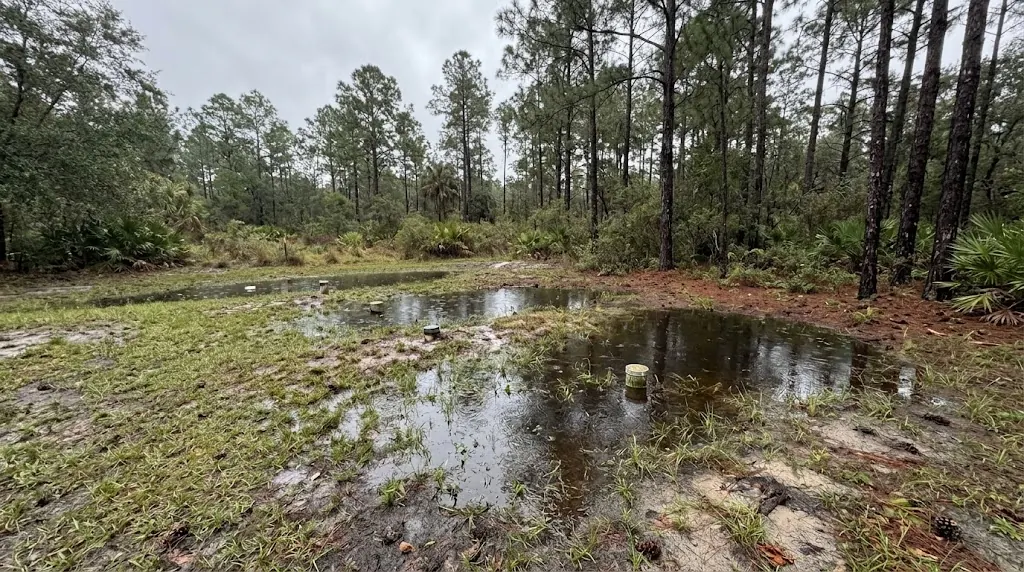Standing water over a drain field after heavy rain in the Pee Dee